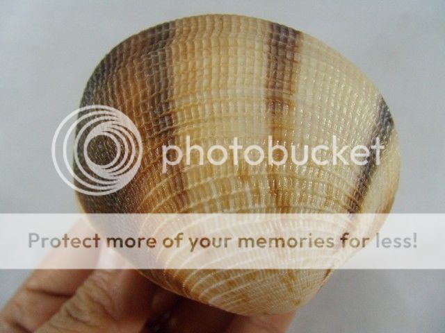 periglypta puerpera, 60 mm, f  /f